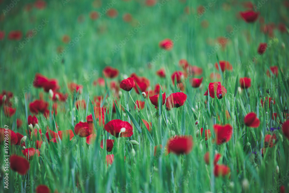 Fototapeta premium spring cottage Garden View