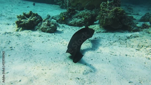 Black wavy muraena swimming over ocean floor hides in coral reef cave in blue water with sun glare on sand, lots of colorful fish