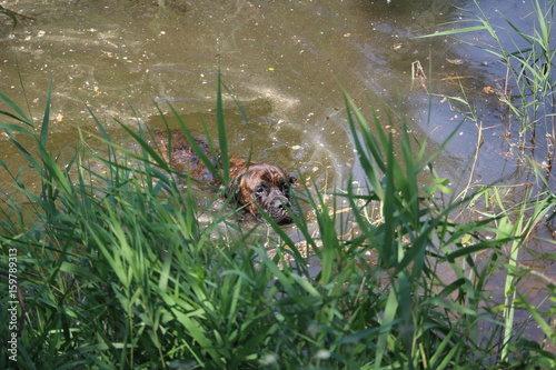 chien nagant cane corso
