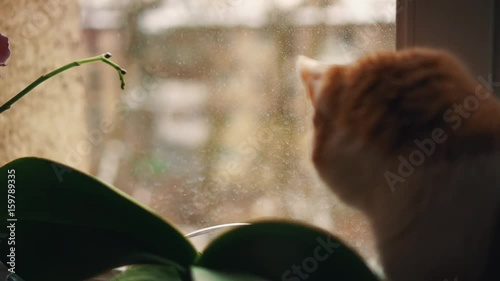 Ginger and white cat looking out window on winter snow covered dormitory yard sitting on sill with plant in pot, close up