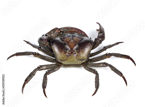 crab on white background.