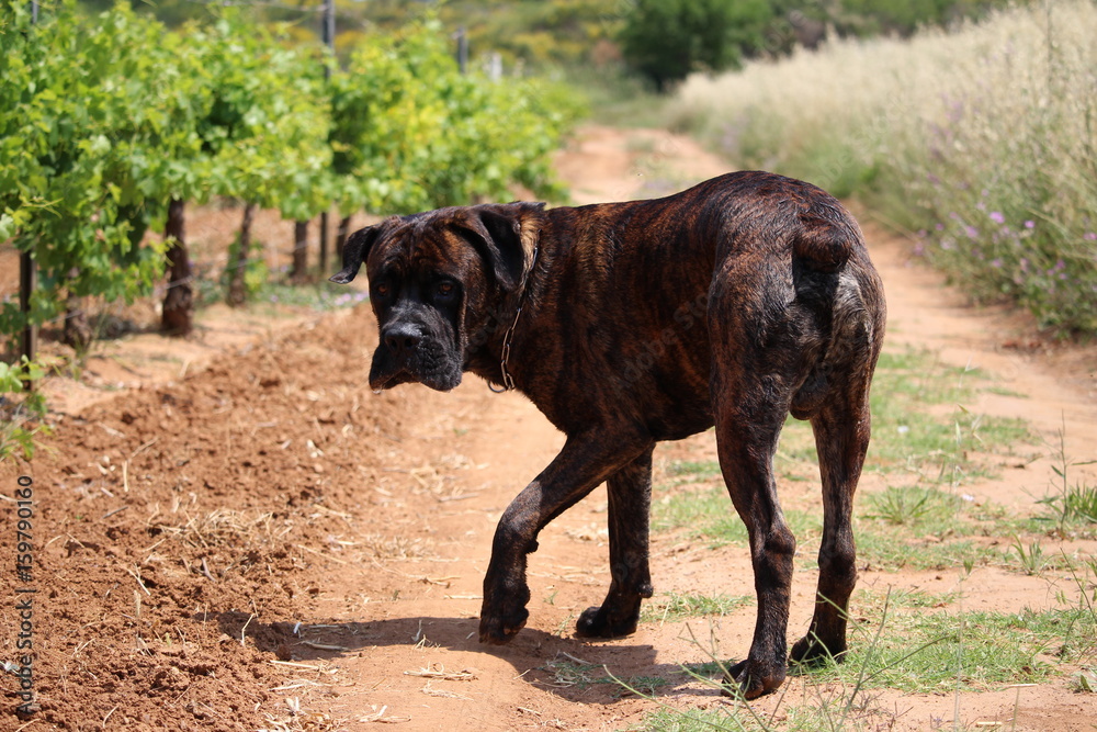 chien cane corso dans la nature chien cane corso dans la nature