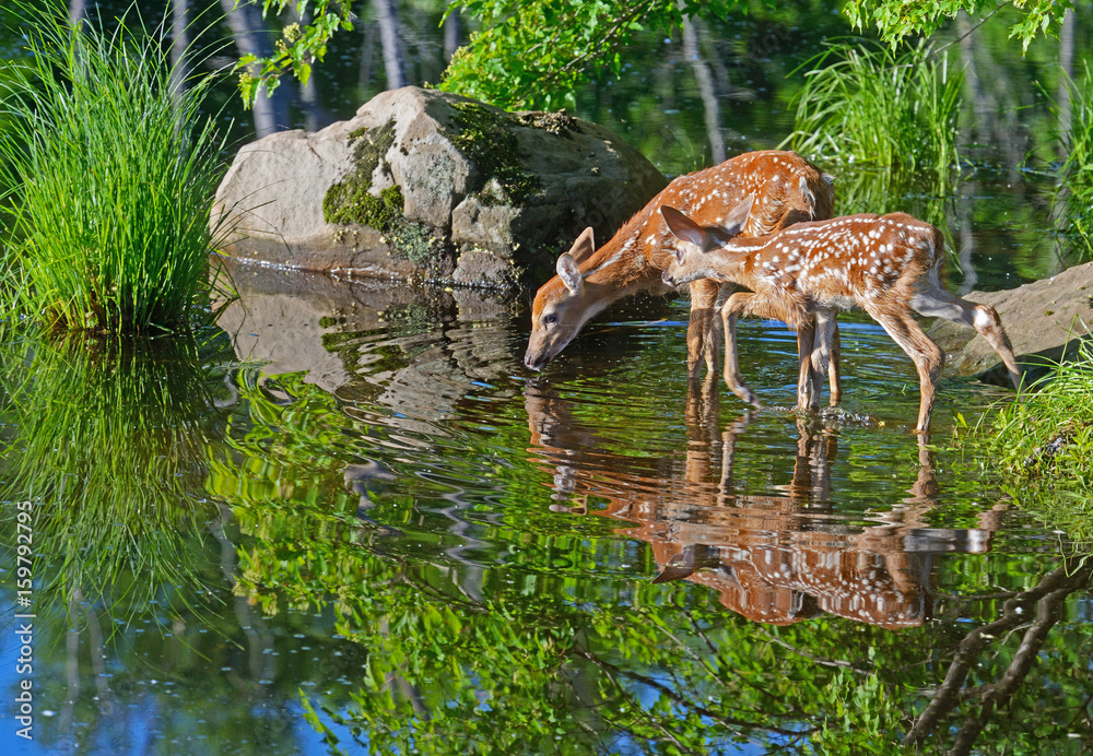 Naklejka premium Two baby Deer drink water from a clear pond.