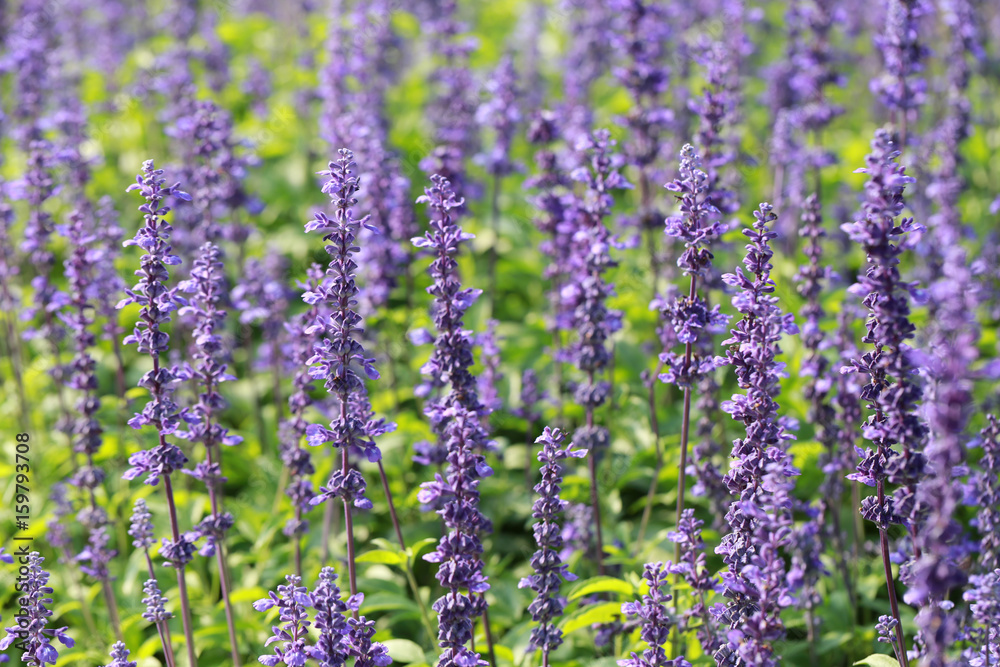 Fresh Lavender flower in the garden. Fresh Lavender flower in the garden.
