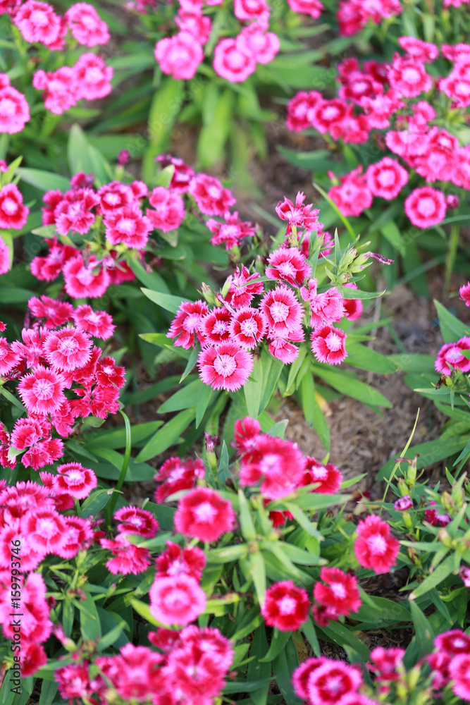 Pink Dianthus chinensis flower. Pink Dianthus chinensis flower.