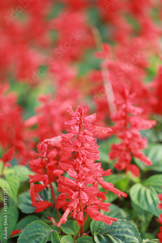 Red salvia flower are blooming.