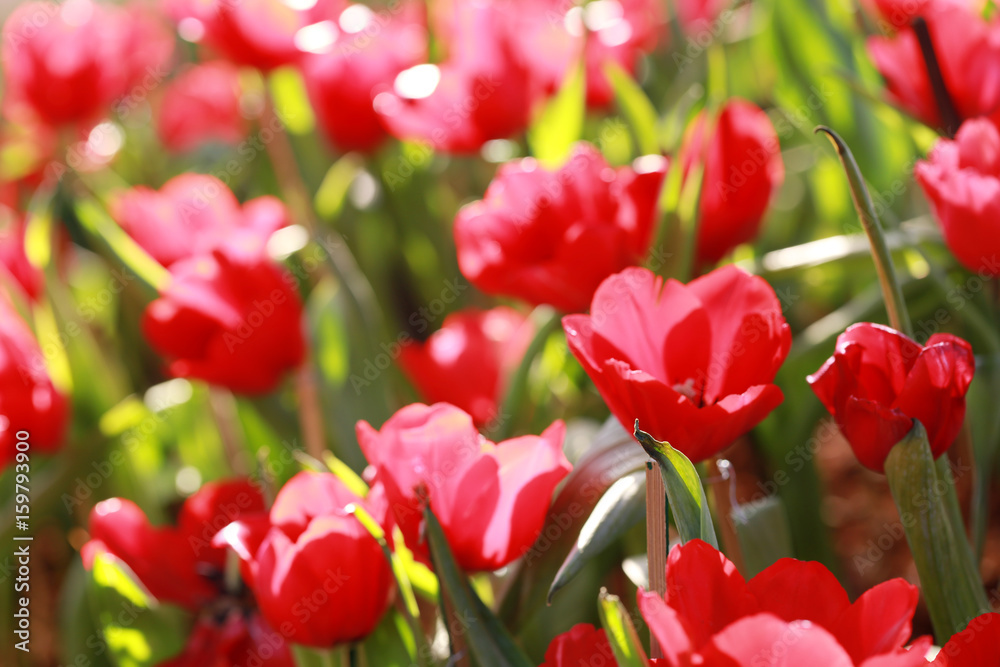 Fototapeta premium Bright red tulips blossoming.