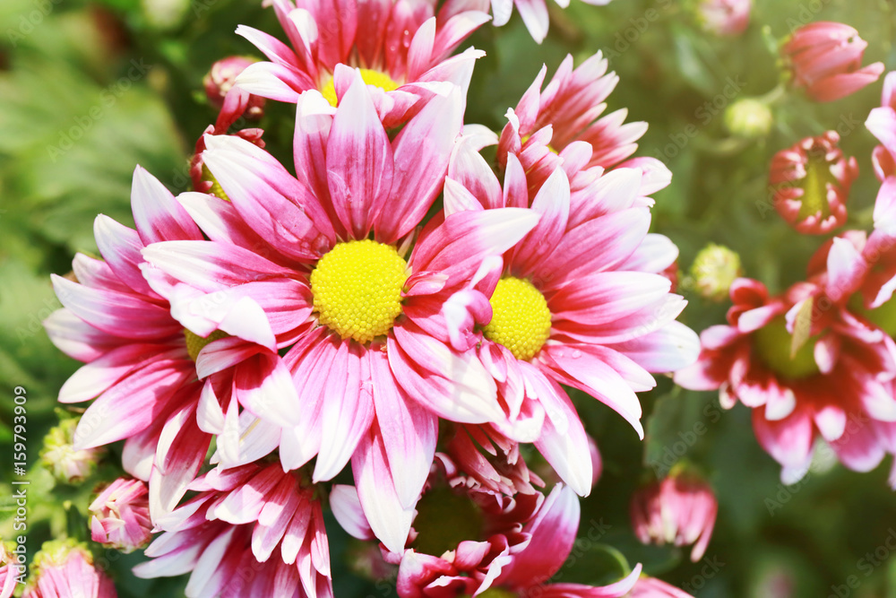 Pink mix white of Chrysanthemum flower are blooming. Pink mix white of Chrysanthemum flower are blooming.