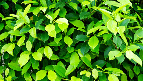Green Leaf wall for nature texture background