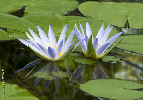 Fototapeta Naklejka Na Ścianę i Meble -  Blue Lotus of Egypt, Nymphaea Caerulea Waterlilies with Reflection
