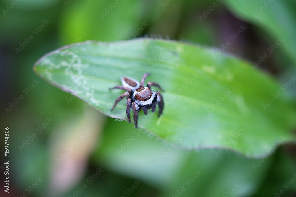 Spider jumping on green leaf. Spider jumping on green leaf.