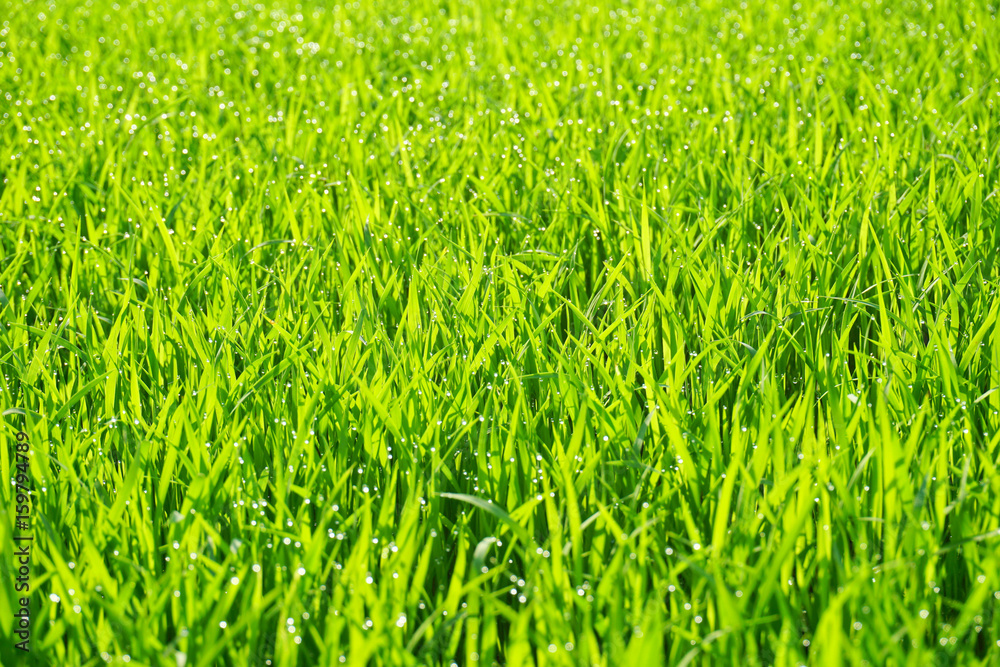 Water drops on the green grass background (dew) Water drops on the green grass background (dew)