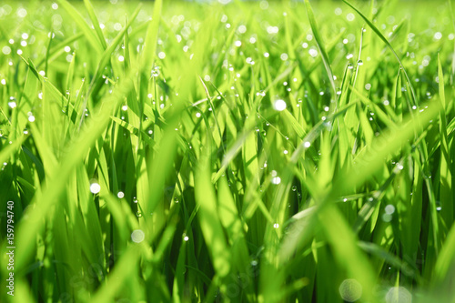Water drops on the green grass background (dew)
