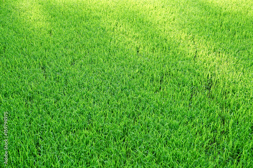 field of green grass and sunlight