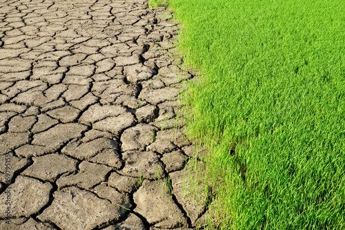 Environment - fresh green grass and dried earth