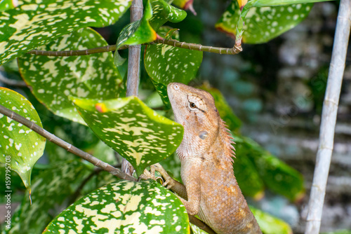 Female Oriental garden lizard (chordata: Sarcopterygii: reptilia: squamata: Agamidae: Calotes versicolor) climbing and crawling on a tree
