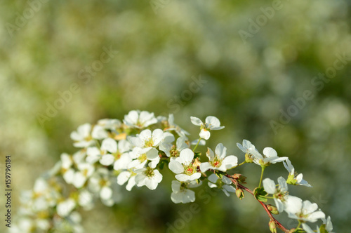 白い花・ユキヤナギ