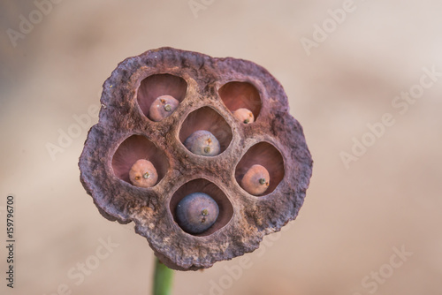 Dry lotus, lotus flower, lotus leaf.