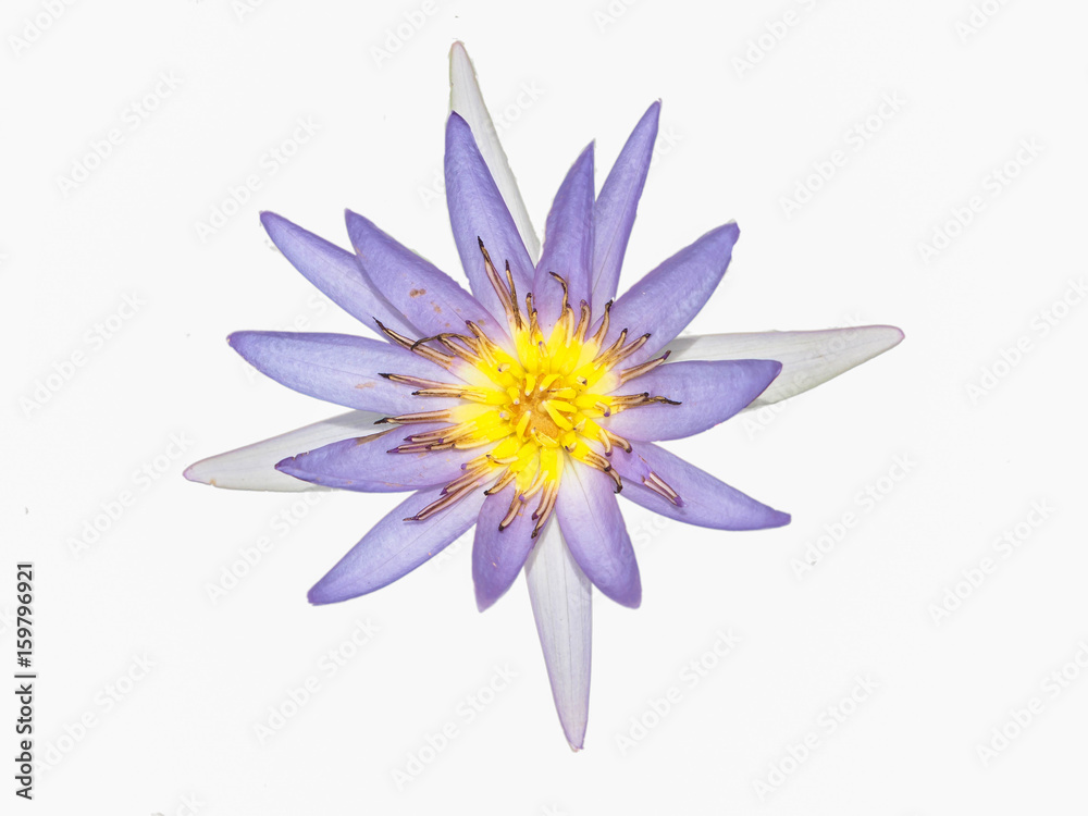 Fototapeta premium lotus isolated
