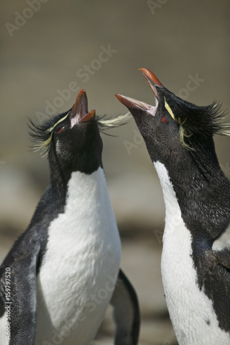 Rockhopper penguin  Eudyptes chrysocome 