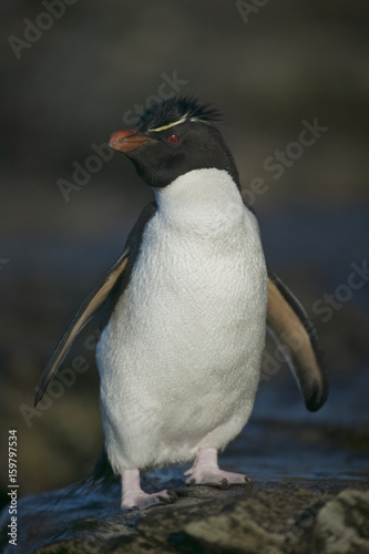 Rockhopper penguin (Eudyptes chrysocome) on rocks