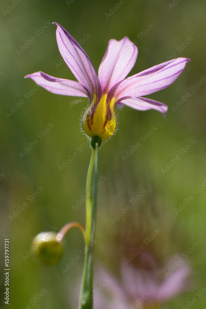 Fototapeta premium A tiny flower of annual blue-eyed grass.