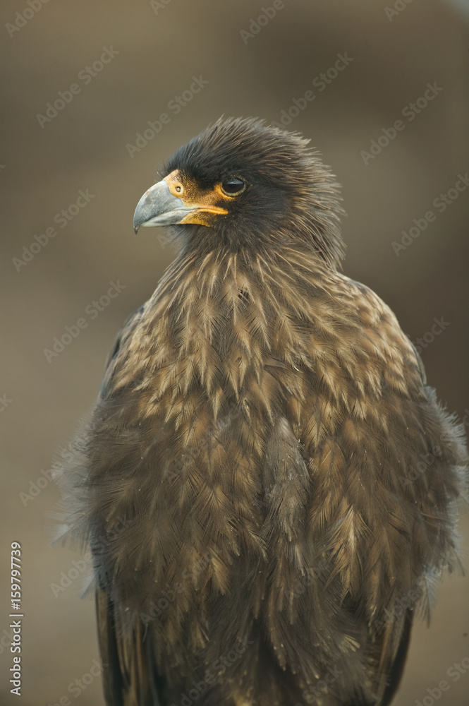 Striated caracara (Phalcoboenus australis) Striated caracara (Phalcoboenus australis)