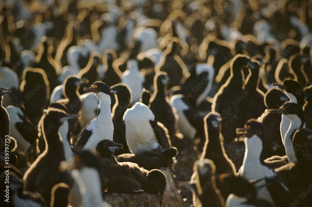Fototapeta premium King cormorant (Phalacrocorax atriceps albiventer)