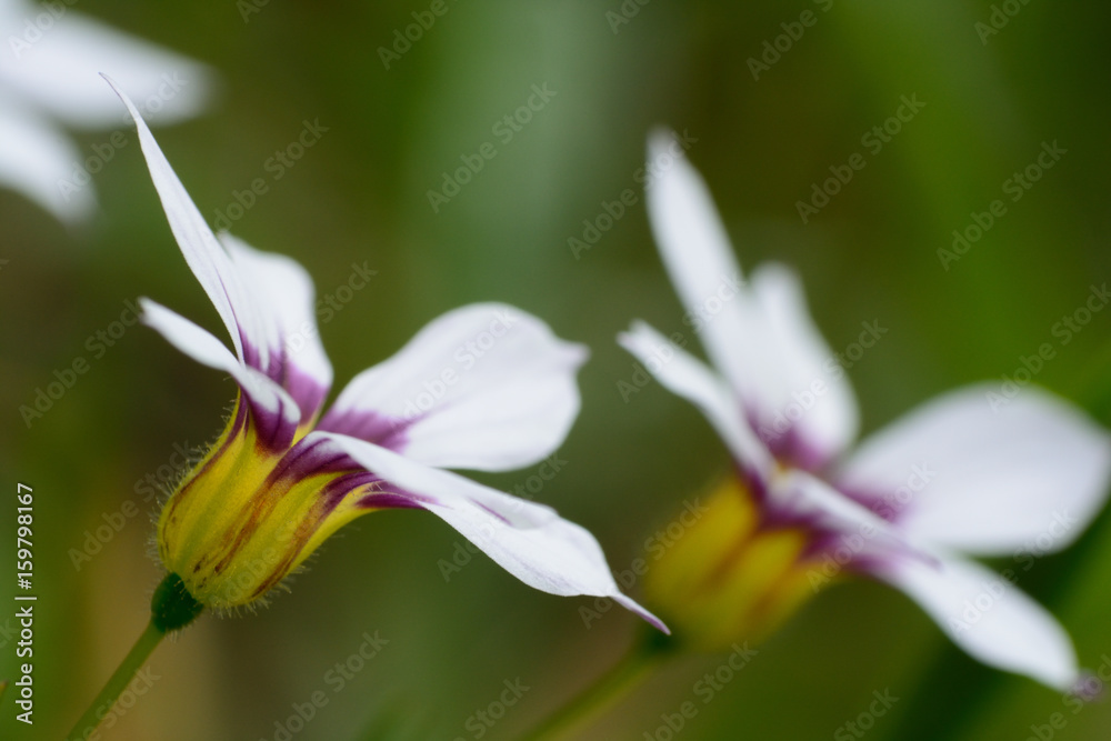 Tiny flowers of annual blue-eyed grass. Tiny flowers of annual blue-eyed grass.