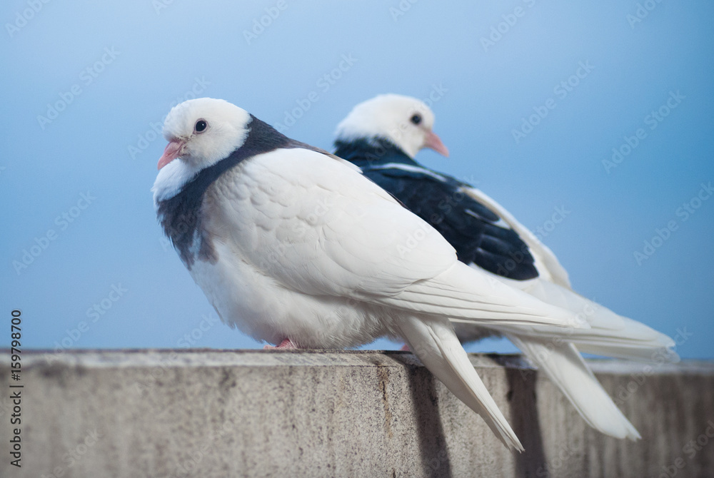 two lovers white and black doves on the balcony to greet the sunset and the sun two lovers white and black doves on the balcony to greet the sunset and the sun