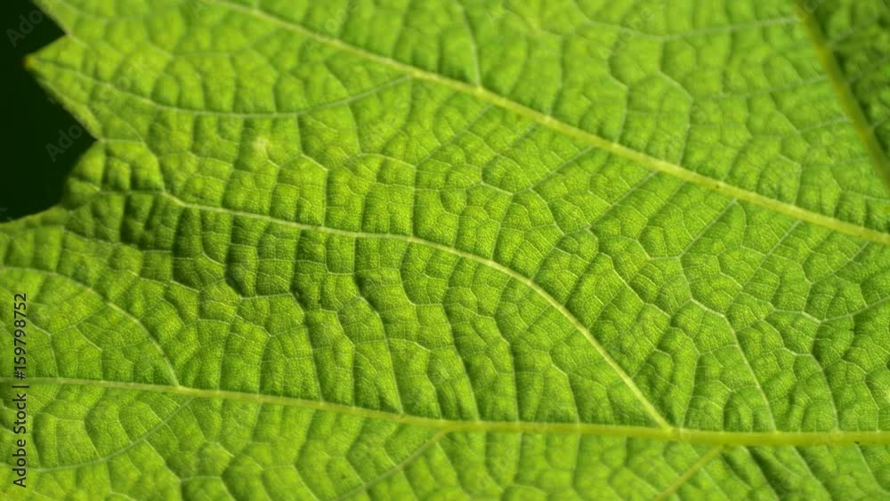 The plants leaf is shining in the sun during the dawn. Flowers in the early summer with a light breeze. macro close up of plants and nature.
