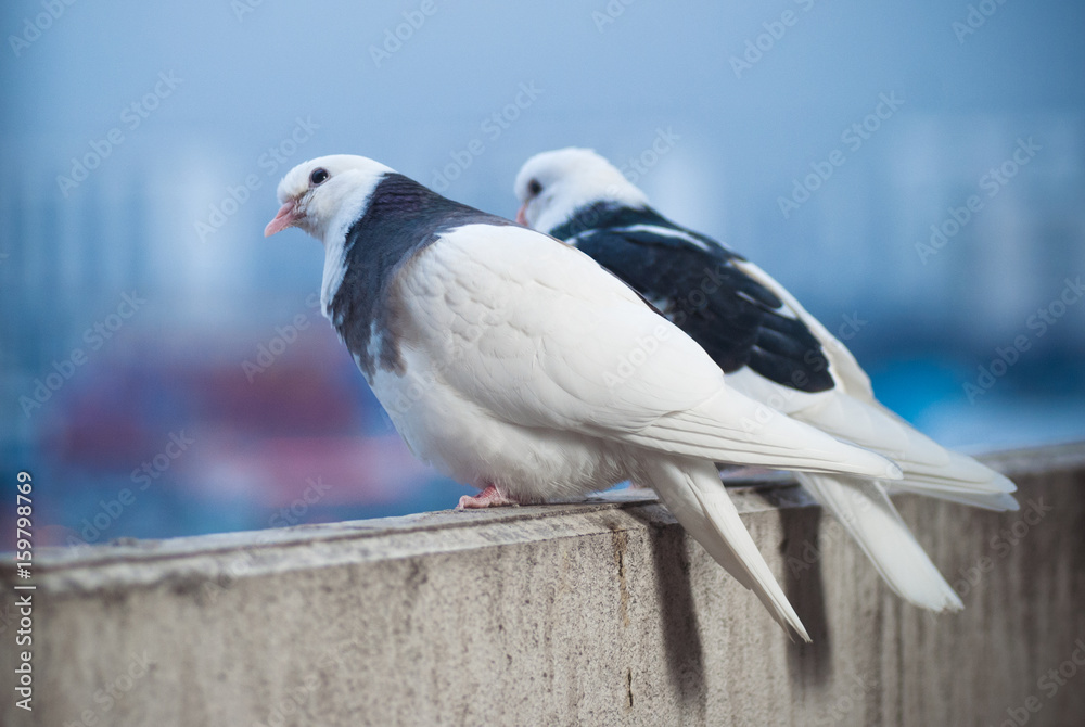two lovers white and black doves on the balcony to greet the sunset and the sun two lovers white and black doves on the balcony to greet the sunset and the sun