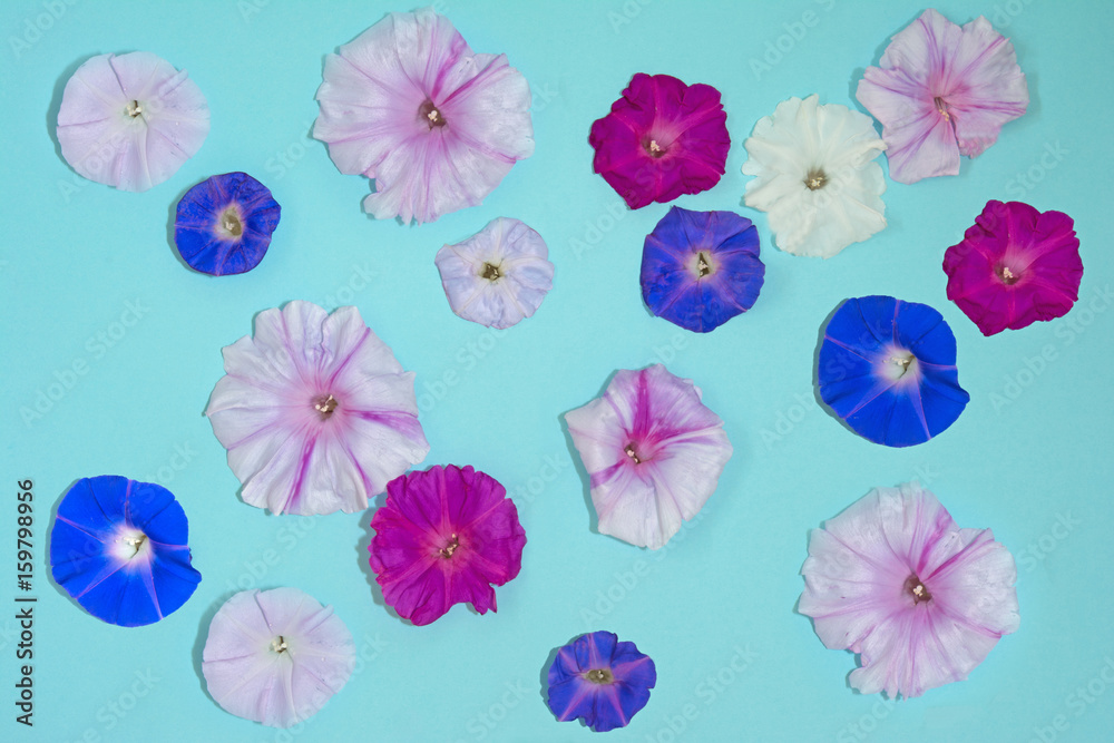 朝顔　水色背景
