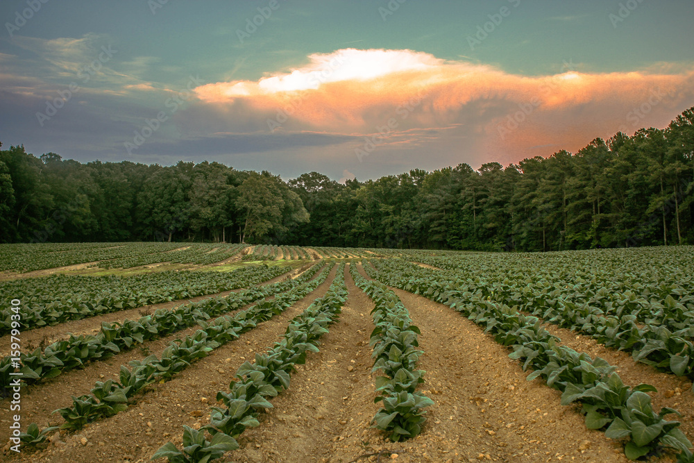 magic farm 2