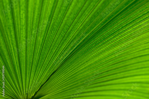 the Palm leaf background  Abstract green line texture  green leaf background
