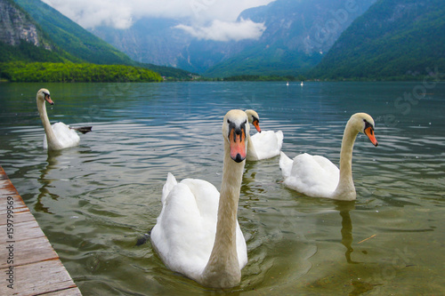 Swan