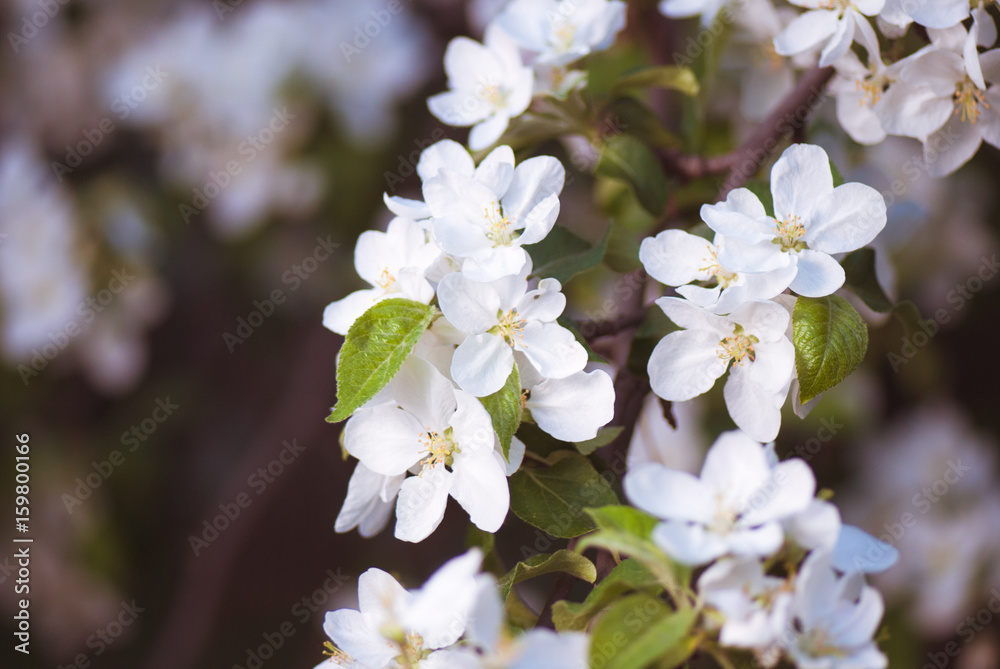 Blossoming apple branch in the spring garden. selective focus macro shot with shallow DOF Blossoming apple branch in the spring garden. selective focus macro shot with shallow DOF
