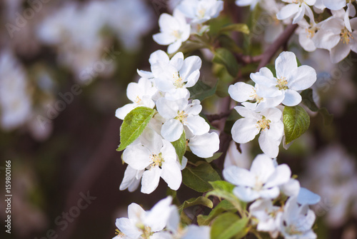 Blossoming apple branch in the spring garden. selective focus macro shot with shallow DOF