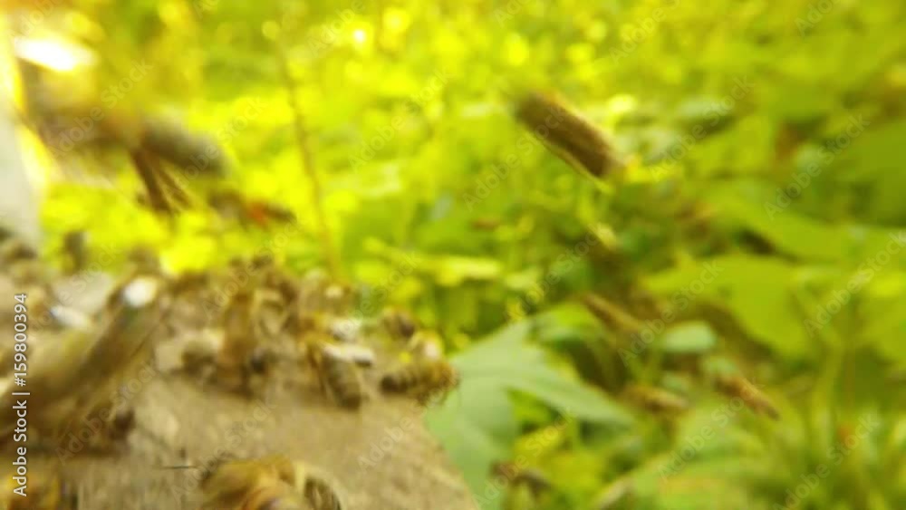 Many Bees Fly on Background Green Grass Macro Many Bees Fly on Background Green Grass Macro
