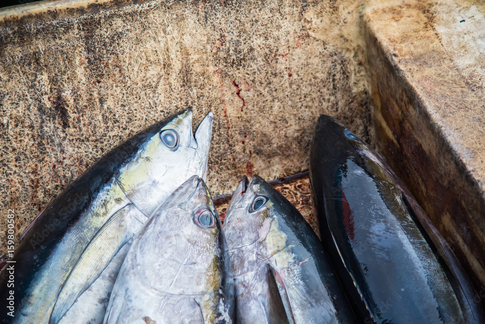 Tuna fish for sale at Fish market in Male,Maldives Stock Photo Adobe