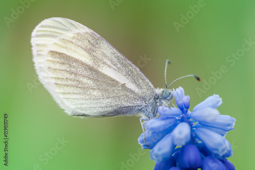 Butterfly green-veined white Pieris napi  sits on a blue flower photo