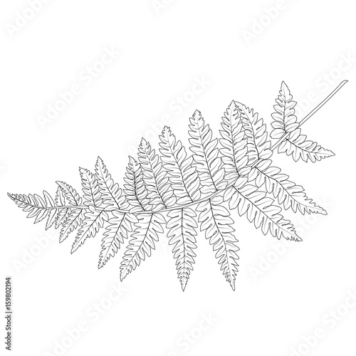 Black and white hand drawn graphical fern leaves twig. Vector. © mirskaya