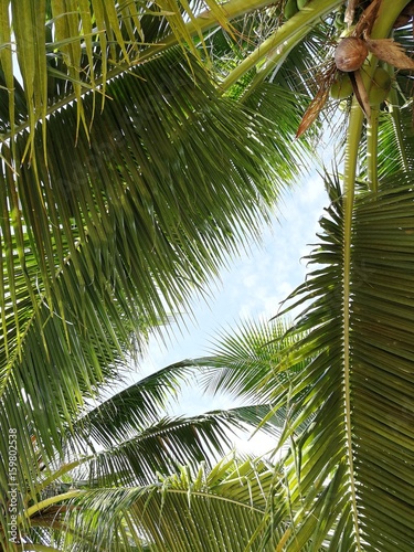 coconut tree on the beach with blue sky © Ekapot