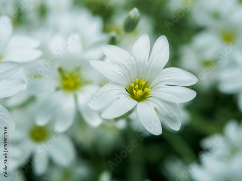 White flower in garden. Field of small white flowers shooting with soft focus. Fresh wild flowers for romantic and eco design. Blurred backdrop.