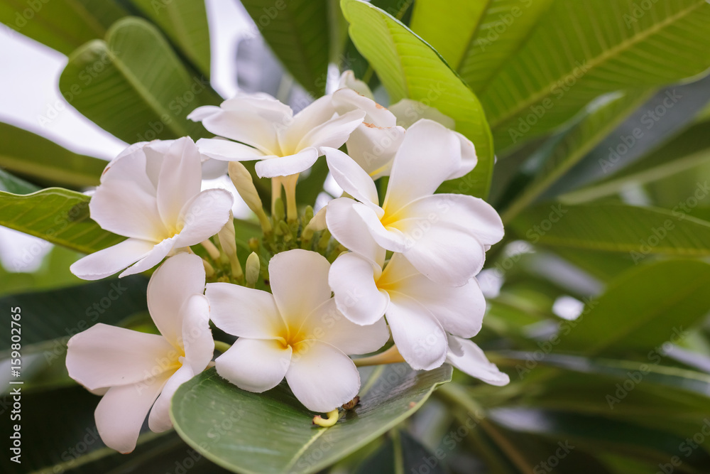 Plumeria blossom on the tree with bokeh light background. Plumeria blossom on the tree with bokeh light background.