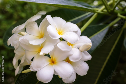 Plumeria blossom on the tree with bokeh light background.