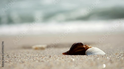 Shells on the beach