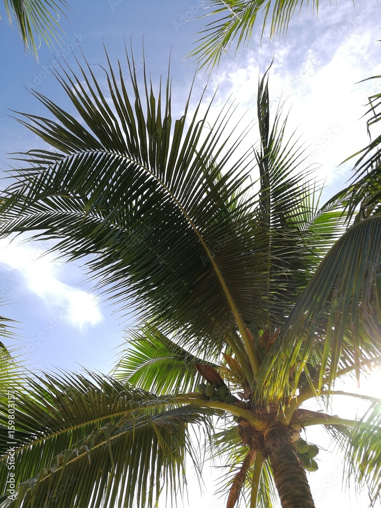 coconut tree on the beach with blue sky coconut tree on the beach with blue sky