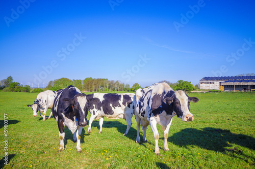 Young cows, heifers in the pasture