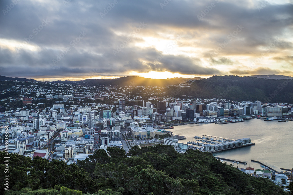 Fototapeta premium wellington